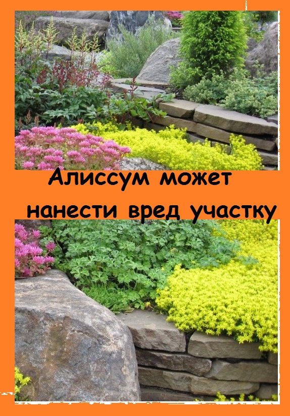 Алиссум может привлечь на участок вредителей - подумайте, стоит ли его сажать!
