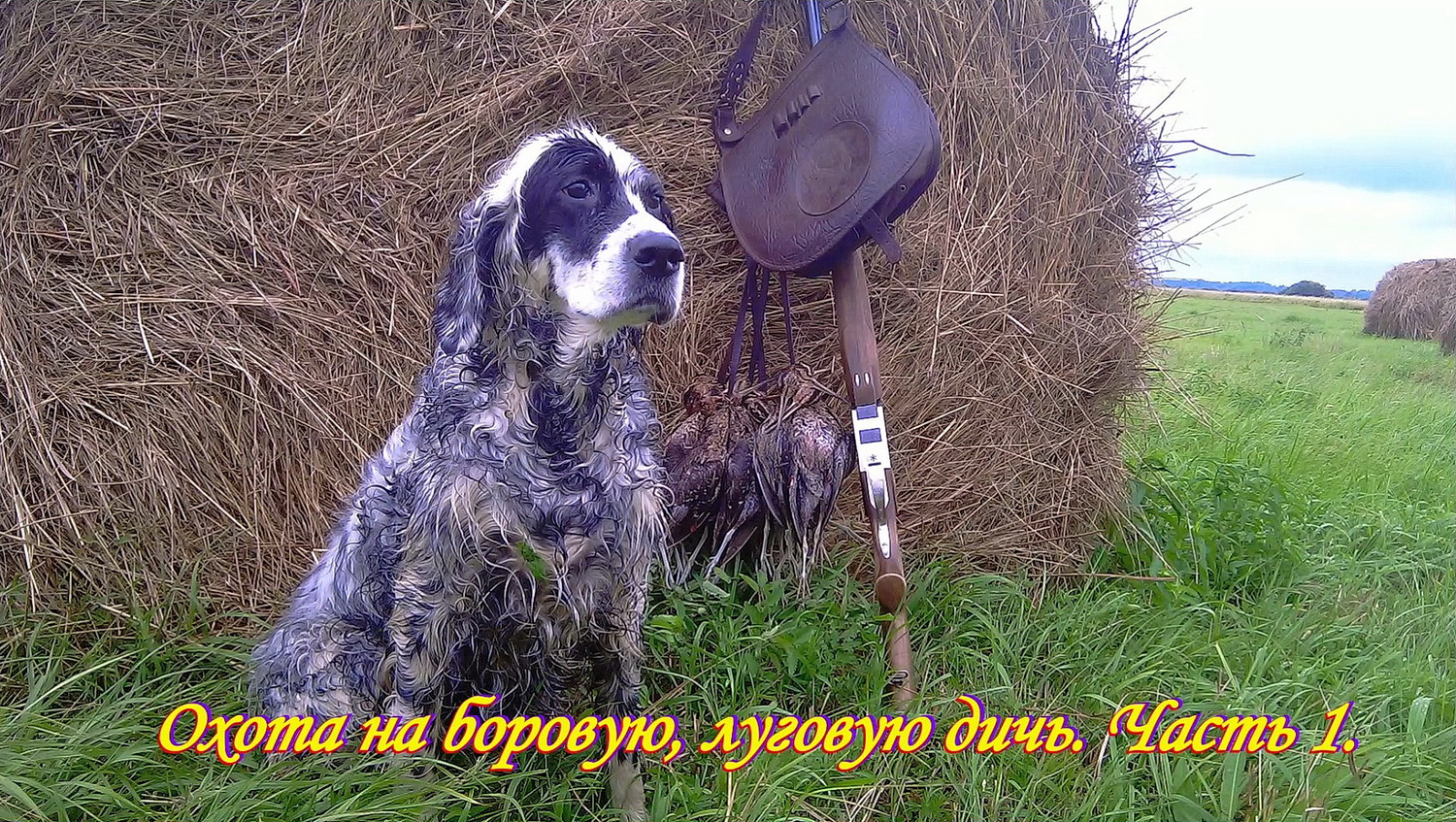 Открытие сезона. Охота на боровую, луговую дичь. Часть 1.