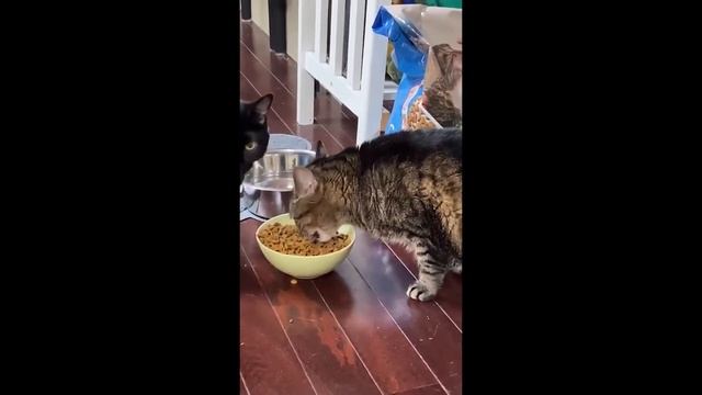 Забавные кубики. Подборка приколов. Vo21