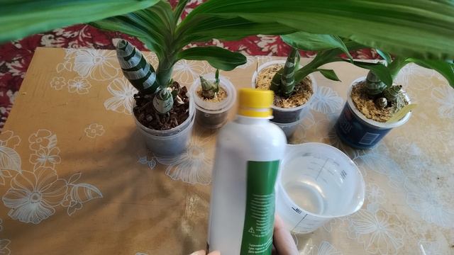 Обзор орхидей называемых в народе Морковка.