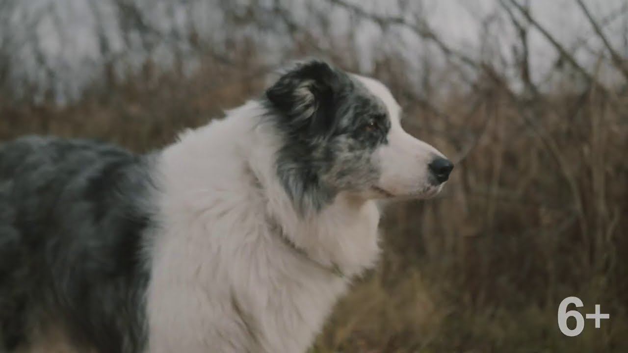 Канистерапия|Добрые дела на краю света|Серия 7