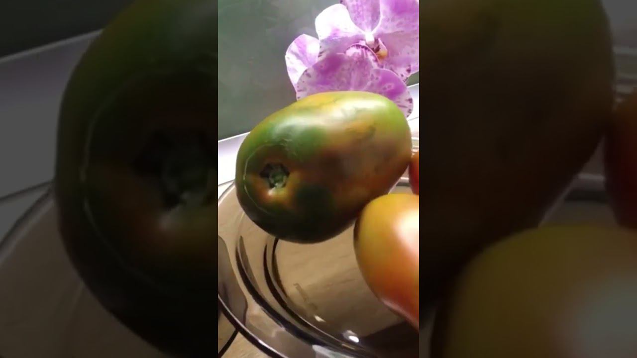 Обзор сорта томата «Сибирская тройка» ч.2 #shorts #shots  #садиогород #сортатоматов  #котыидача