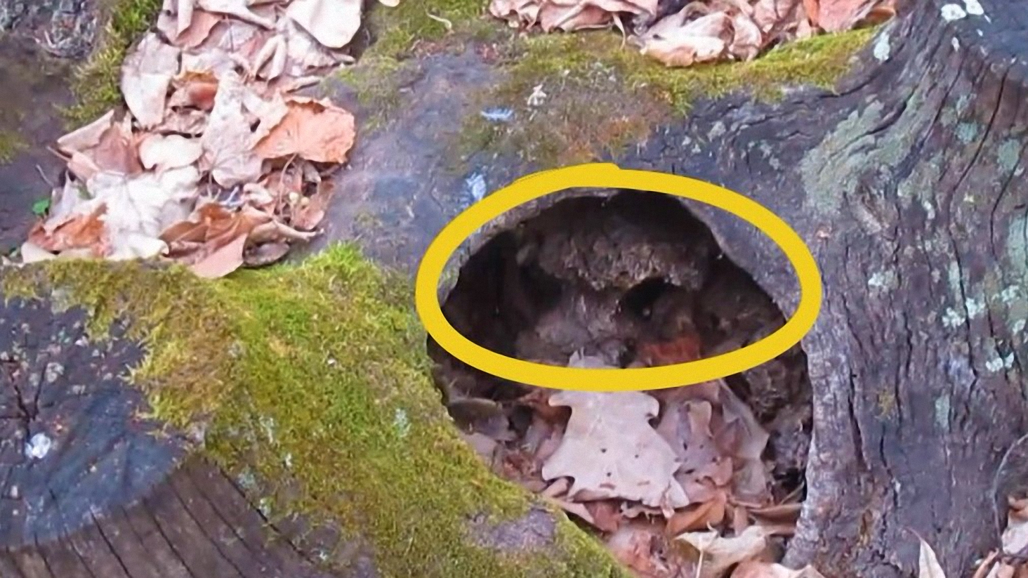 Необычной формы пенёк в лесу. А в пеньке...или мне кажется?