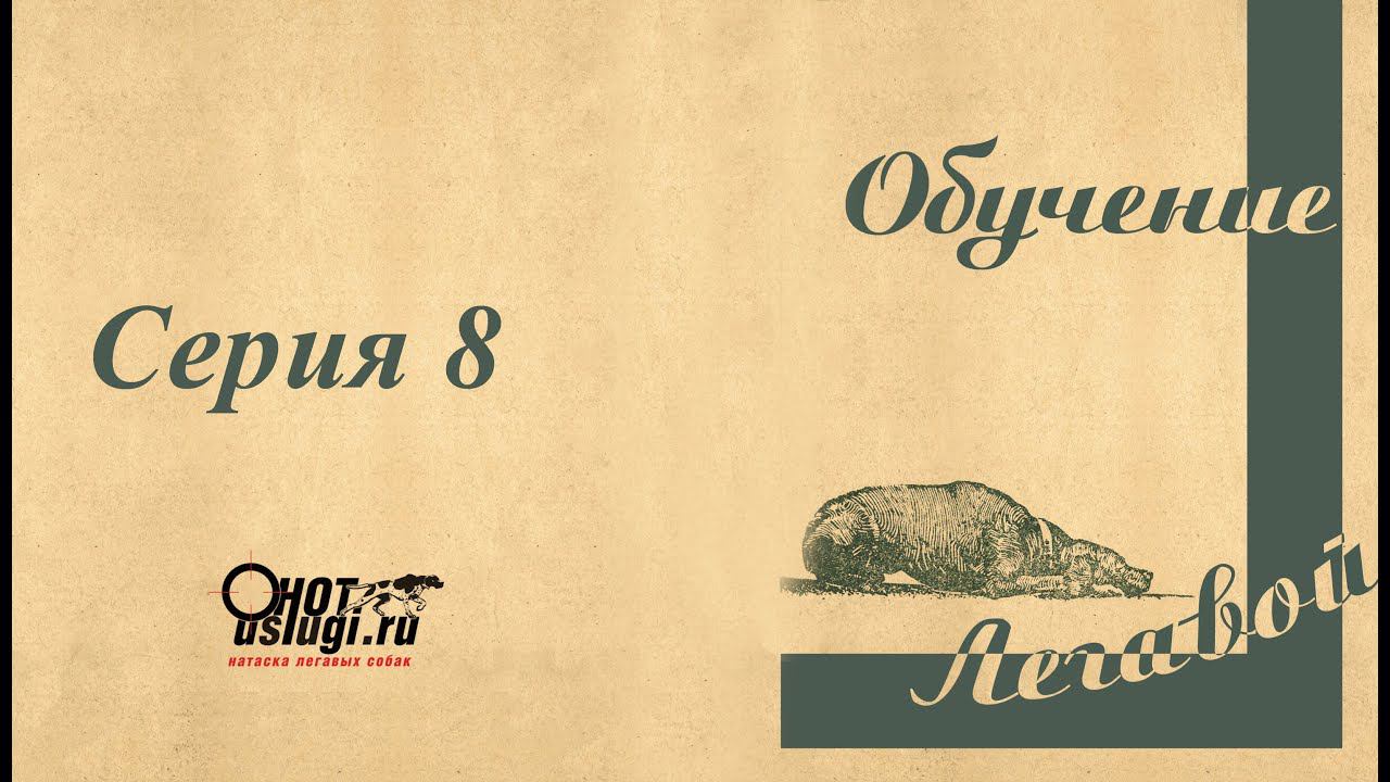 От щенка до легавой собаки серия 8 - Ошейник, прогулки и домашнее безобразие!