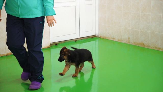 ГК ВИК взяла под опеку воспитанника Российской школы подготовки собак-проводников