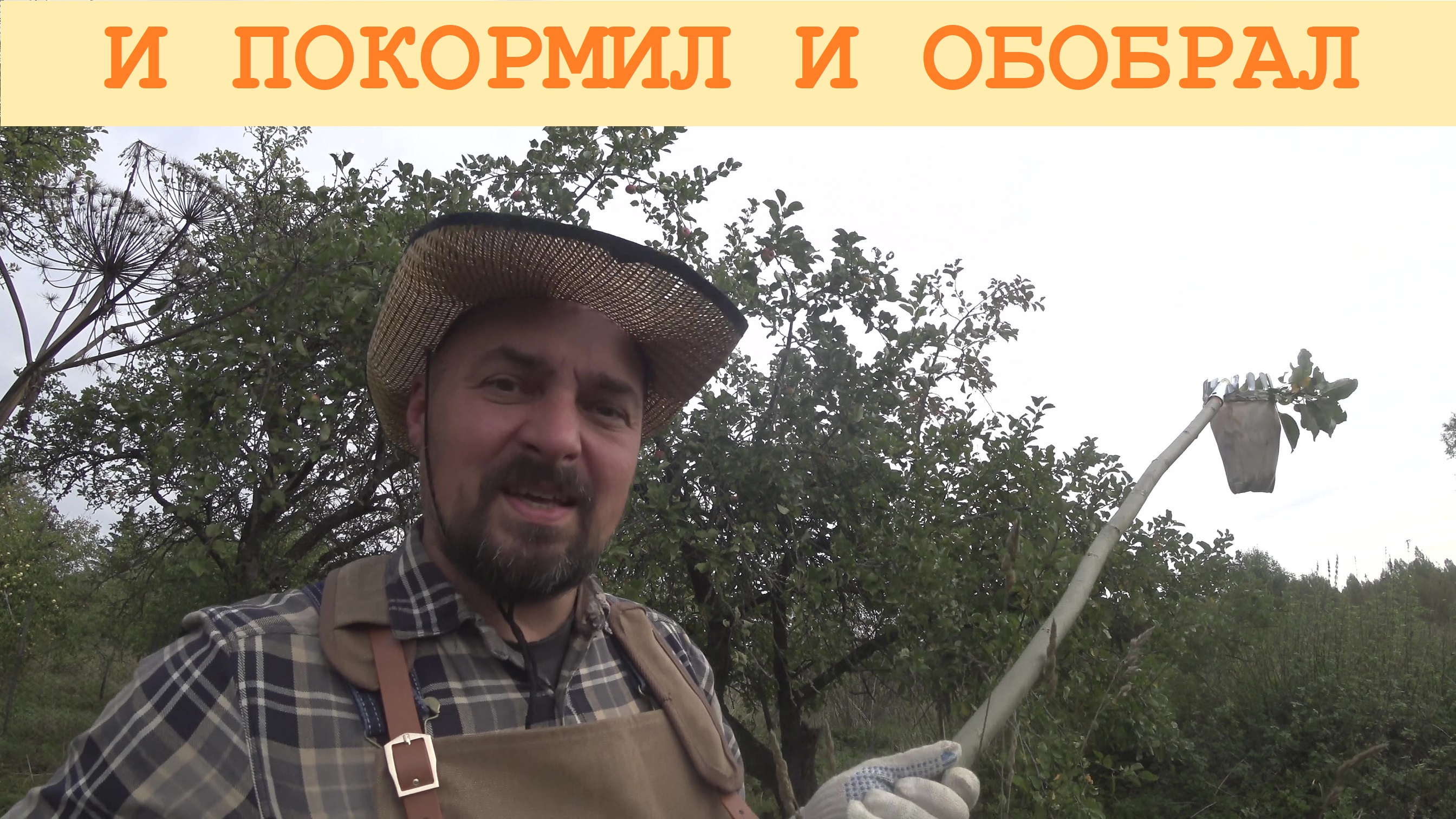 2023 Сентябрь. Подкормка сада и сбор с него же "яблоков"