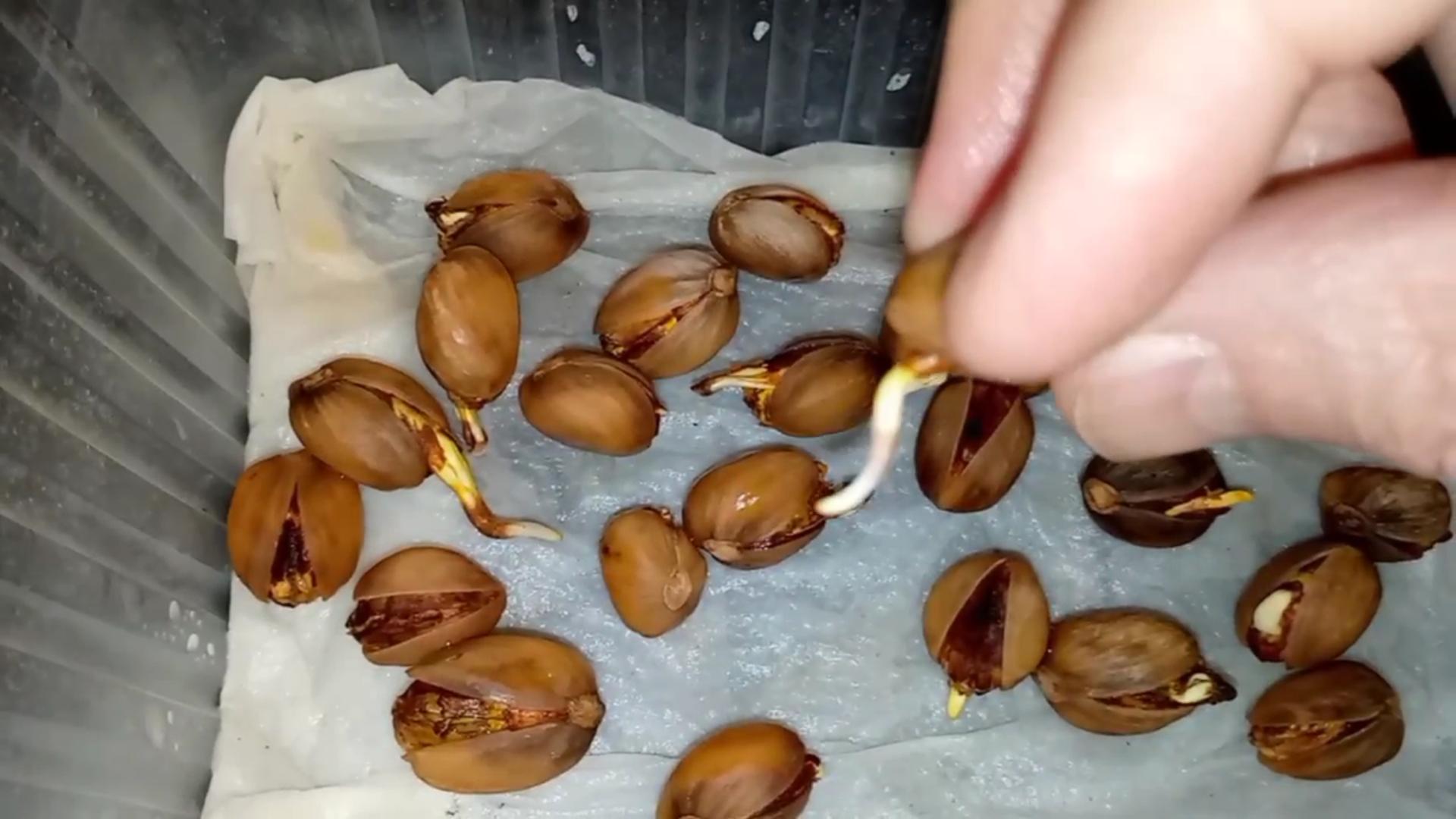 Фисташка Акбари. 4 день после стратификации | Small Gardens