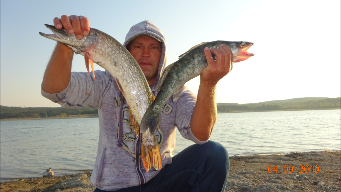 Ловля крупного судака..На живца.2016г.