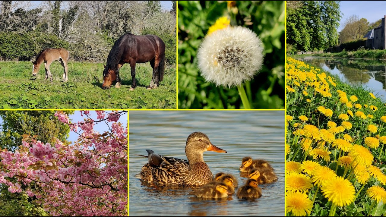 Ирландское лето на пороге / Новорождённые / Цветут каштаны / Наш канал / Naas /Ирландия