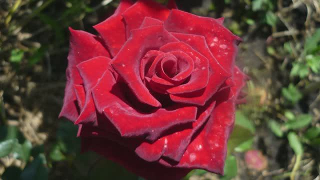 ОПРЫСКАЛА ЭТИМ РОЗы ВЕСНОЙ! КУСТЫ РОЗ ПЫШНО ЦВЕТУТ И НЕ БОЛЕЮТ! Обработка роз от грибковых болезней