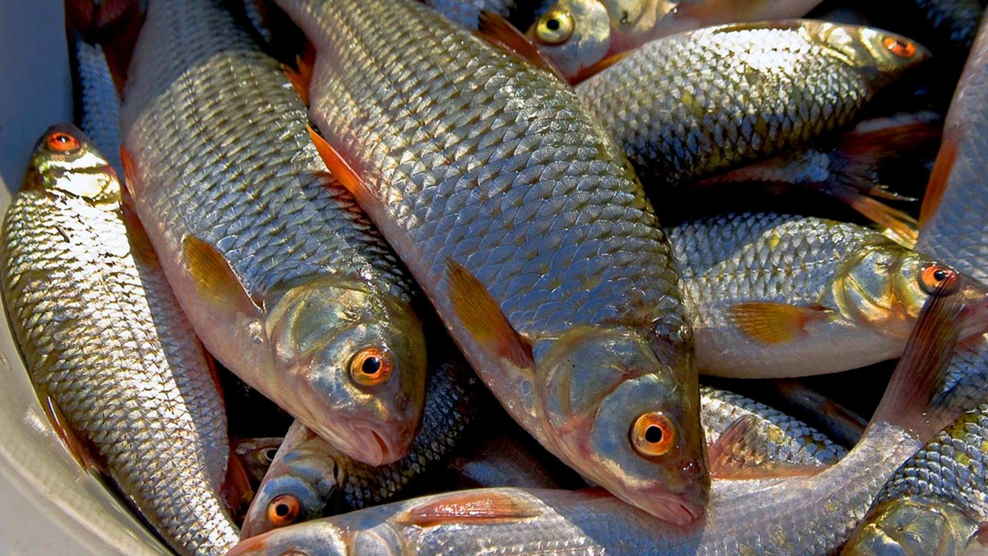 Уловистая насадка для белой рыбы с укропом.