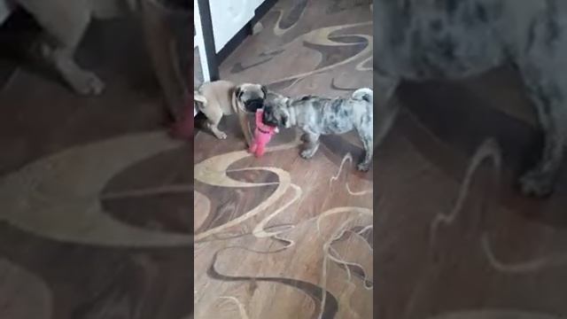 щенки мопса тигрового и абрикосового окрасов