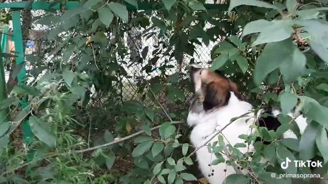 О травоядной Чайне. Начало в тиктоке.