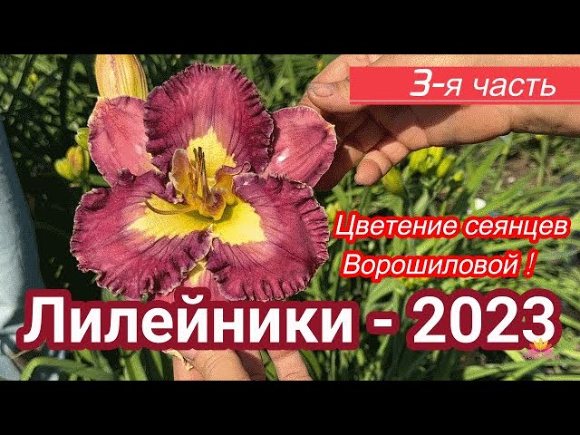 Сеянцы лилейников Ворошиловой. Часть 3 / Сад Ворошиловой