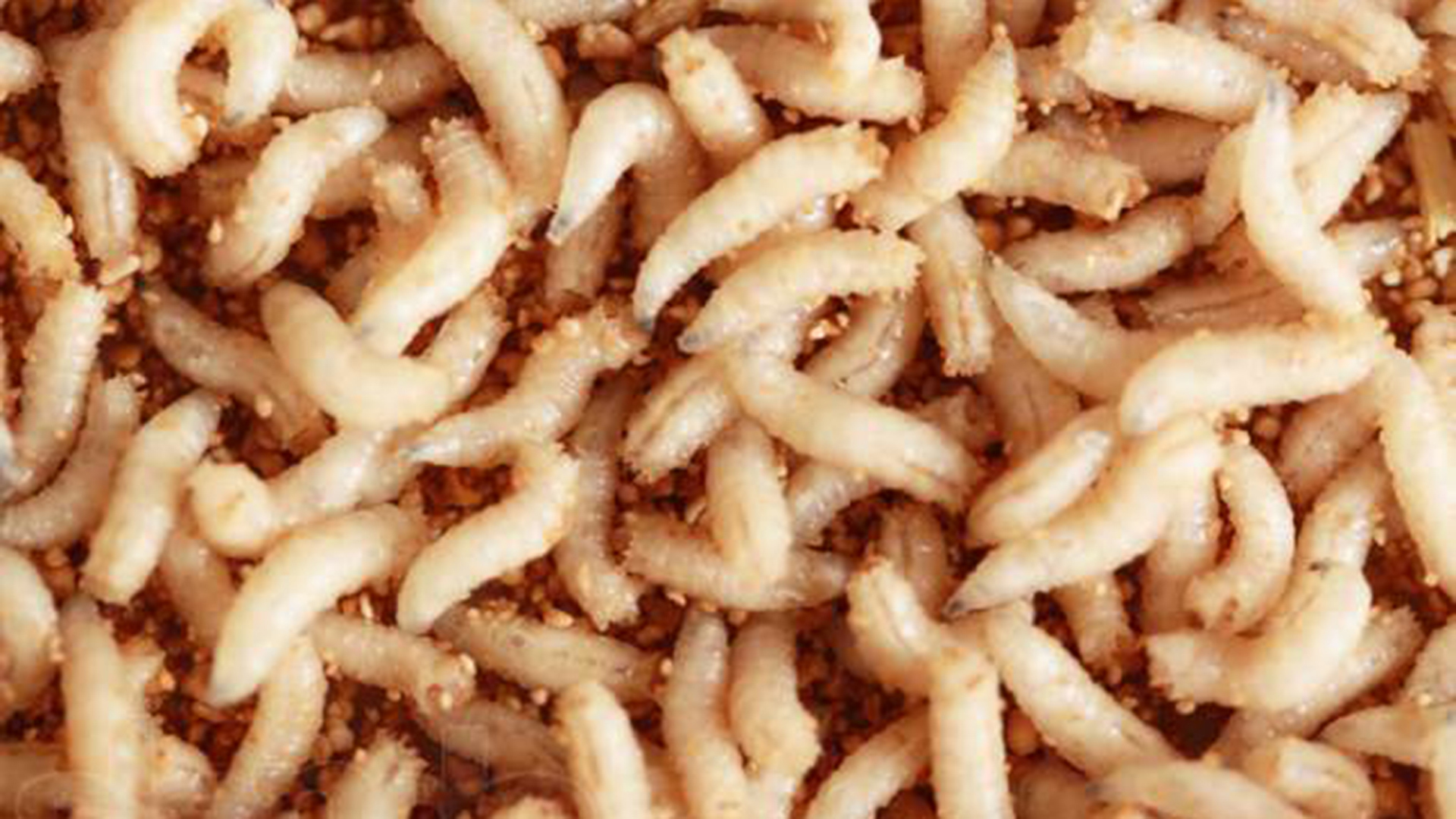 Как подготовить опарыша для рыбалки. 3 способа.