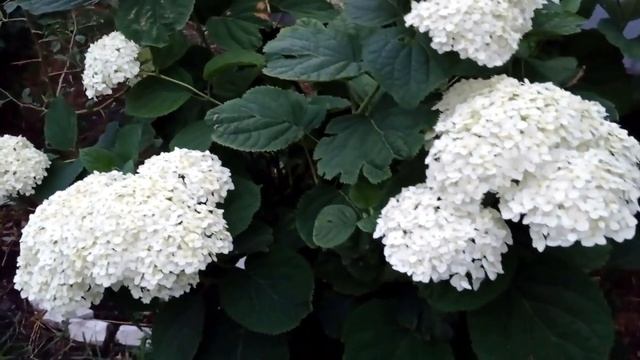 #гортензия#гортензии_в_саду#цветущие_гортензии Моя гортензия-любимица!.mp4