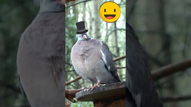 Благородный вяхирь