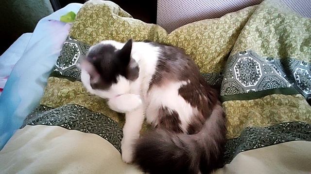 Мурлыкалка кошечка Муся.