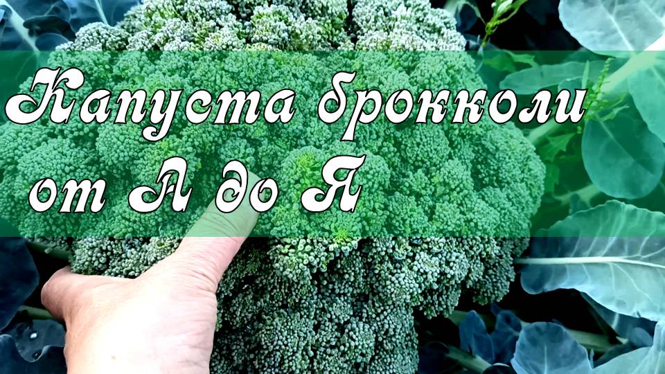 ВСЕГДА С УРОЖАЕМ БРОККОЛИ! ОГРОМНЫЕ ГОЛОВКИ КАПУСТЫ БРОККОЛИ НАРАСТАЮТ!Выращивание капусты от А до Я