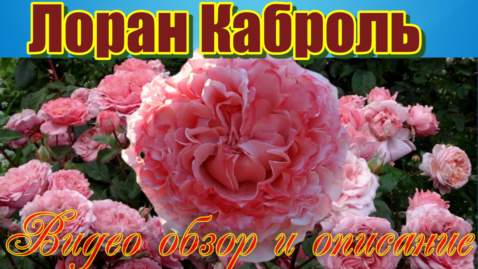 Роза Лоран Каброль (Парковая)  - Laurent Cabrol (Massad Франция, 2009)