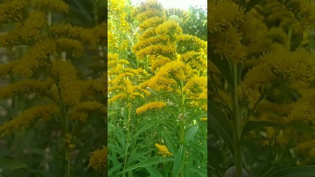 Красивый и коварное растение - Золотарник или золотая розга,