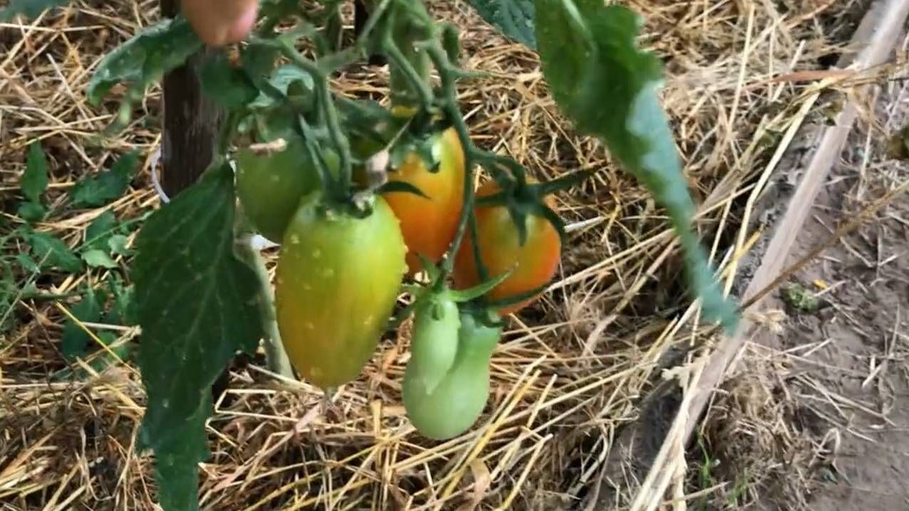 У нас сильная жара, начинается ветер. Обрезаю листья у помидоров в теплице.