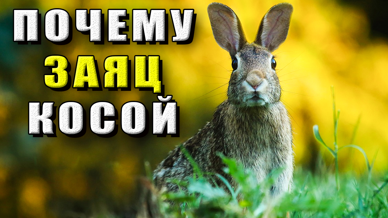Почему заяц косой