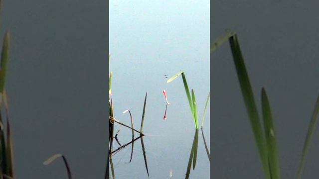 Рыбалка на пруду поклёвка карася