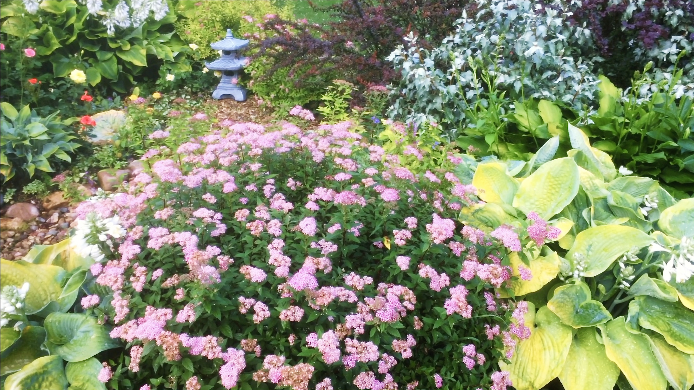 РОЗЫ / СПИРЕИ / ХАКОНЕХЛОЯ / ДАРМЕРА / БАРБАРИСЫ / ХОСТЫ / ЛОХ / ДЕРЕН. САД ПОСЛЕ ДОЖДЯ.