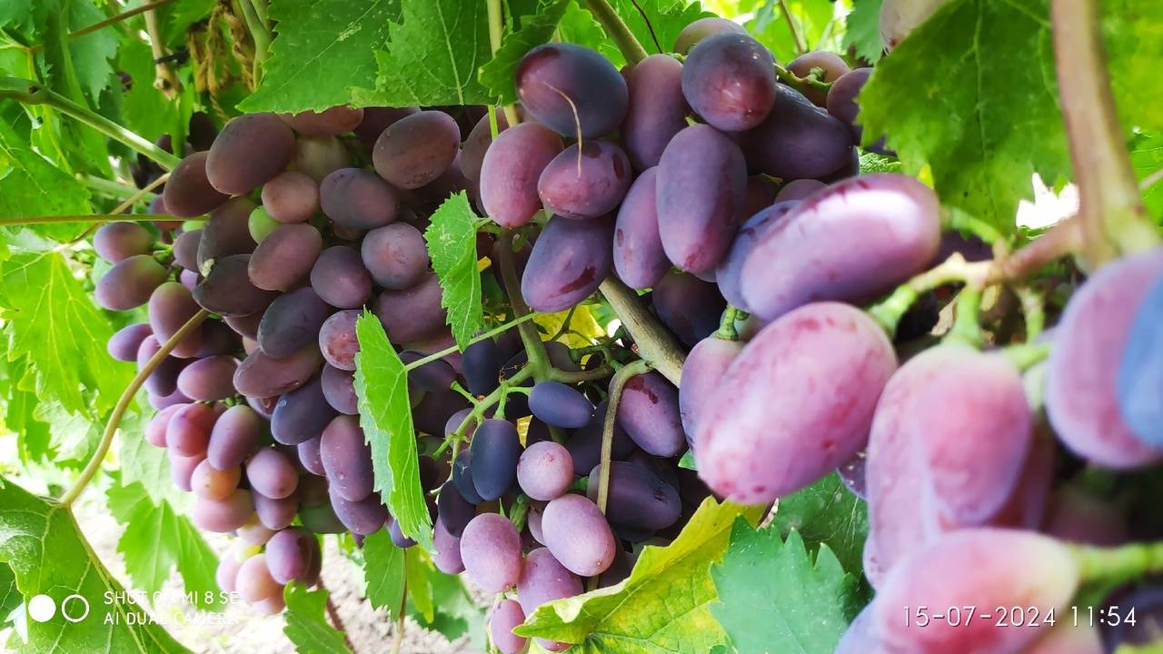 Состояние прививок на сегодняшний день, ответы на вопросы в комментариях и несколько советов