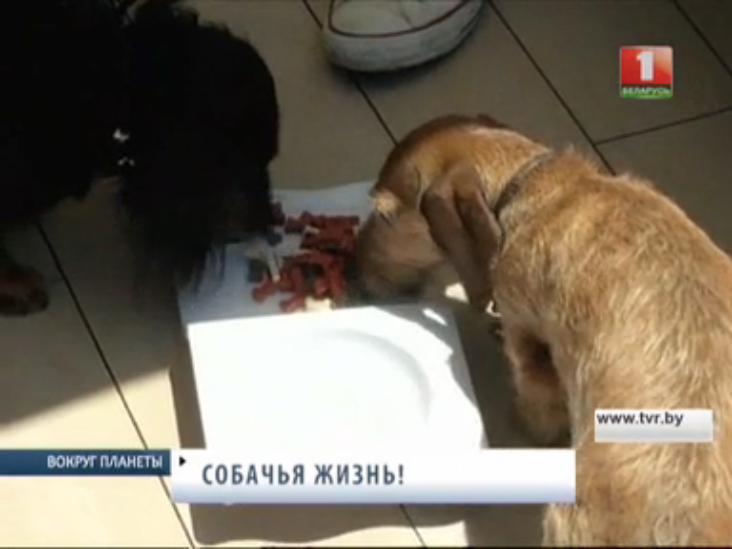 Отель класса "люкс" для собак. Вокруг планеты