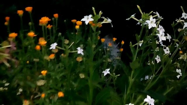 #сад#цветущие#ароматные_цветы#красивый_сад#табак Сладкие звездочки в ночном саду!ПРОСТО,СЕНСАЦИЯ!