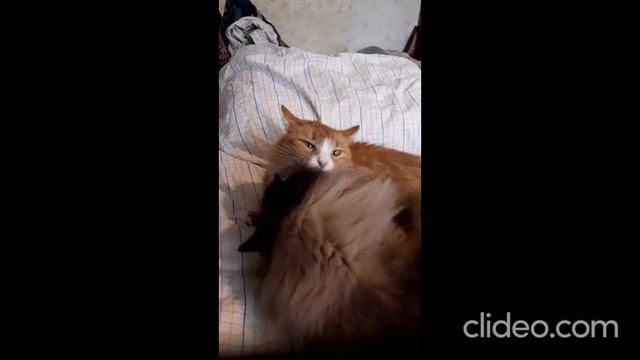 ДВЕ ЗАЙКИ (из серии "НАШ ЗООПАРК")