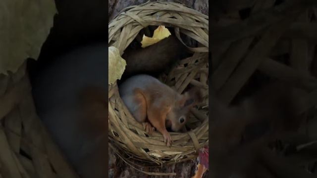 #shorts Белка выбрала фундук