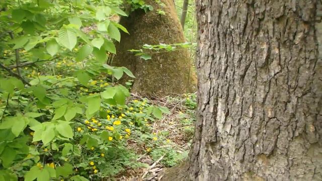 Приморская тайга. Проблемы ориентирования