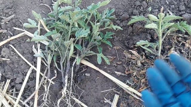 Что ПОЛОЖИТЬ в ЛУНКУ к ПОМИДОРУ 🍅 дабы НЕ БОЛЕЛ.  Высадка РАССАДЫ томатов