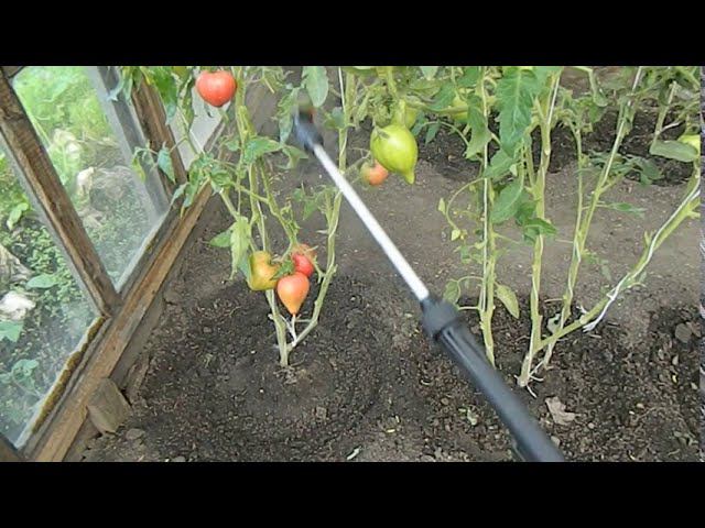 ФИТОФТОРА НА ПОМИДОРАХ  КАК БОРОТЬСЯ ч 2