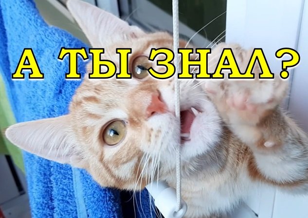 Возвращение пушистого дачника??? Адаптация после дачи???