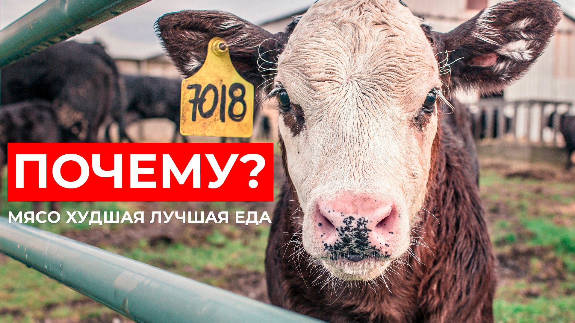 Мясо - худшая лучшая еда. Наша любовь к мясу губит планету