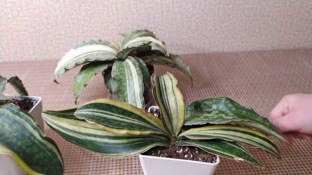 Сансевиерия Макрофилла во всей красе.