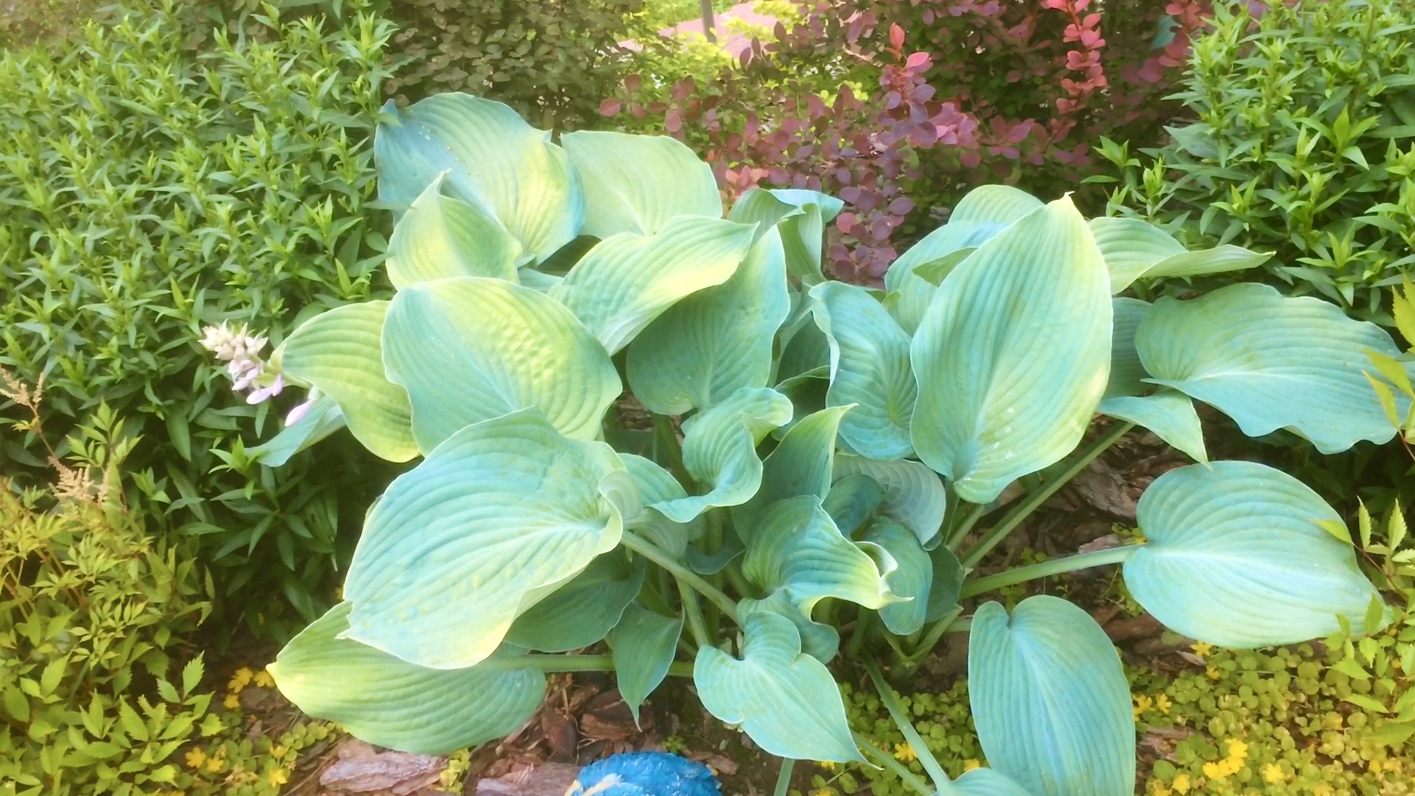 ХОСТЫ ПОСЛЕ ОБРЕЗКИ ПОВРЕЖДЕННЫХ ЛИСТЬЕВ. Дачный креатив.