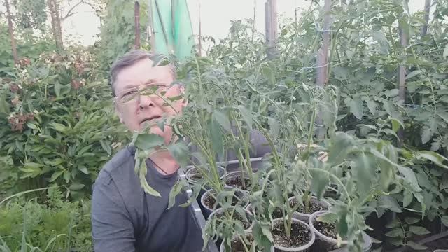 Рассада томатов из пасынков.