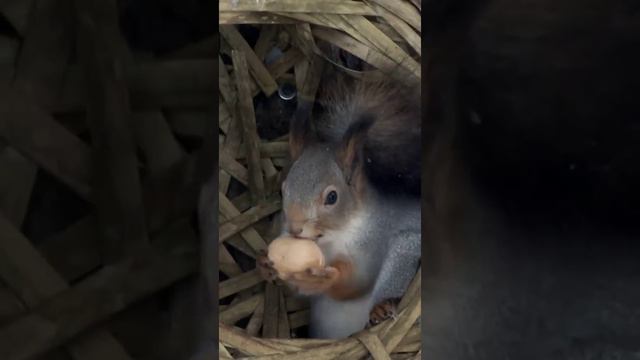 #shorts Белка с орешком в метель