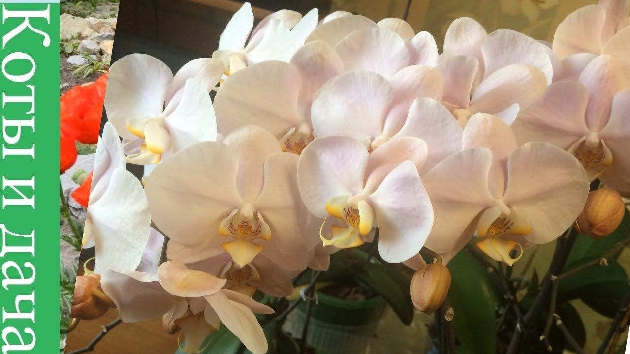 */*ОРХИДЕИ*/* КАК заставить ОРХИДЕЮ цвести*/* Мой эксперимент и результаты*/*