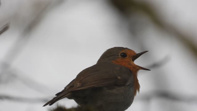 видео птицы, Голоса птиц, Малиновка поёт, наблюдение птиц в Великом Новгороде, 14.04.2024