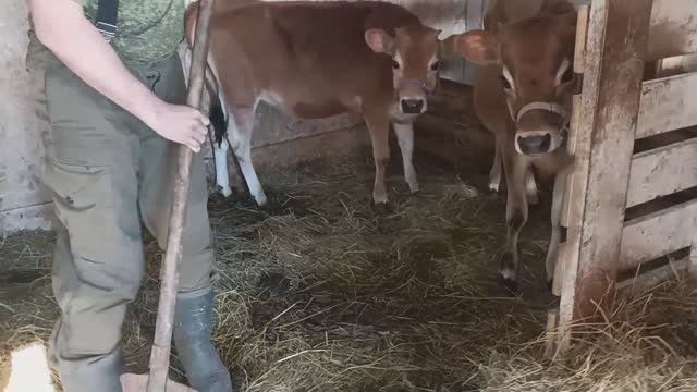 УВЕЛИЧИВАЕМ СТАДО КОРОВ ДЖЕРСИ