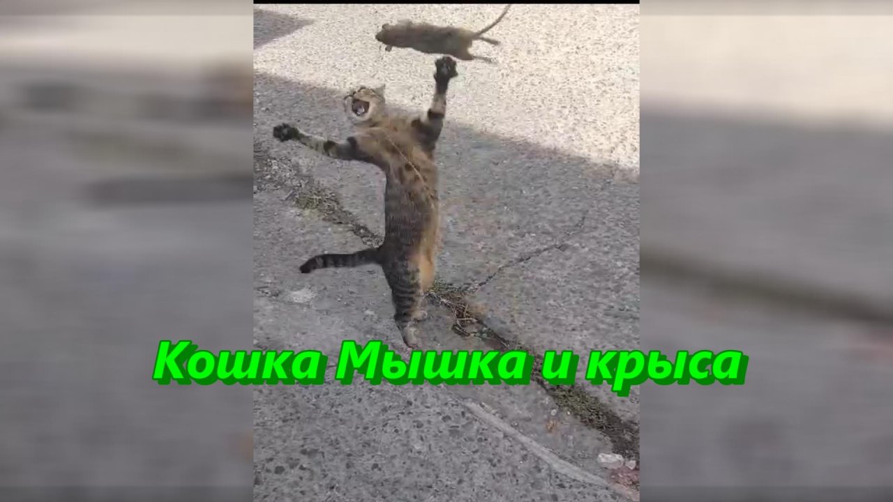 Кошка Мышка и крыса