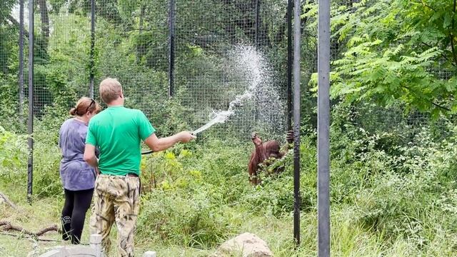 Директор устроил БАННЫЙ ДЕНЬ для ОРАНГУТАНА! Дана НАСЛАЖДАЕТСЯ водичкой в жаркий день!  Тайган