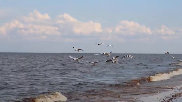 Чайки ловят рыбу . Ладога . Уникальные кадры