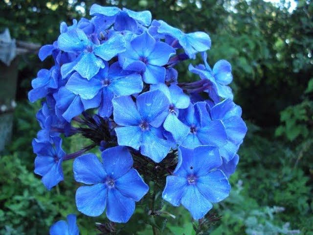 Флокс Блу Парадайз